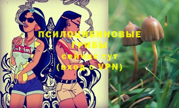 стаф Белокуриха